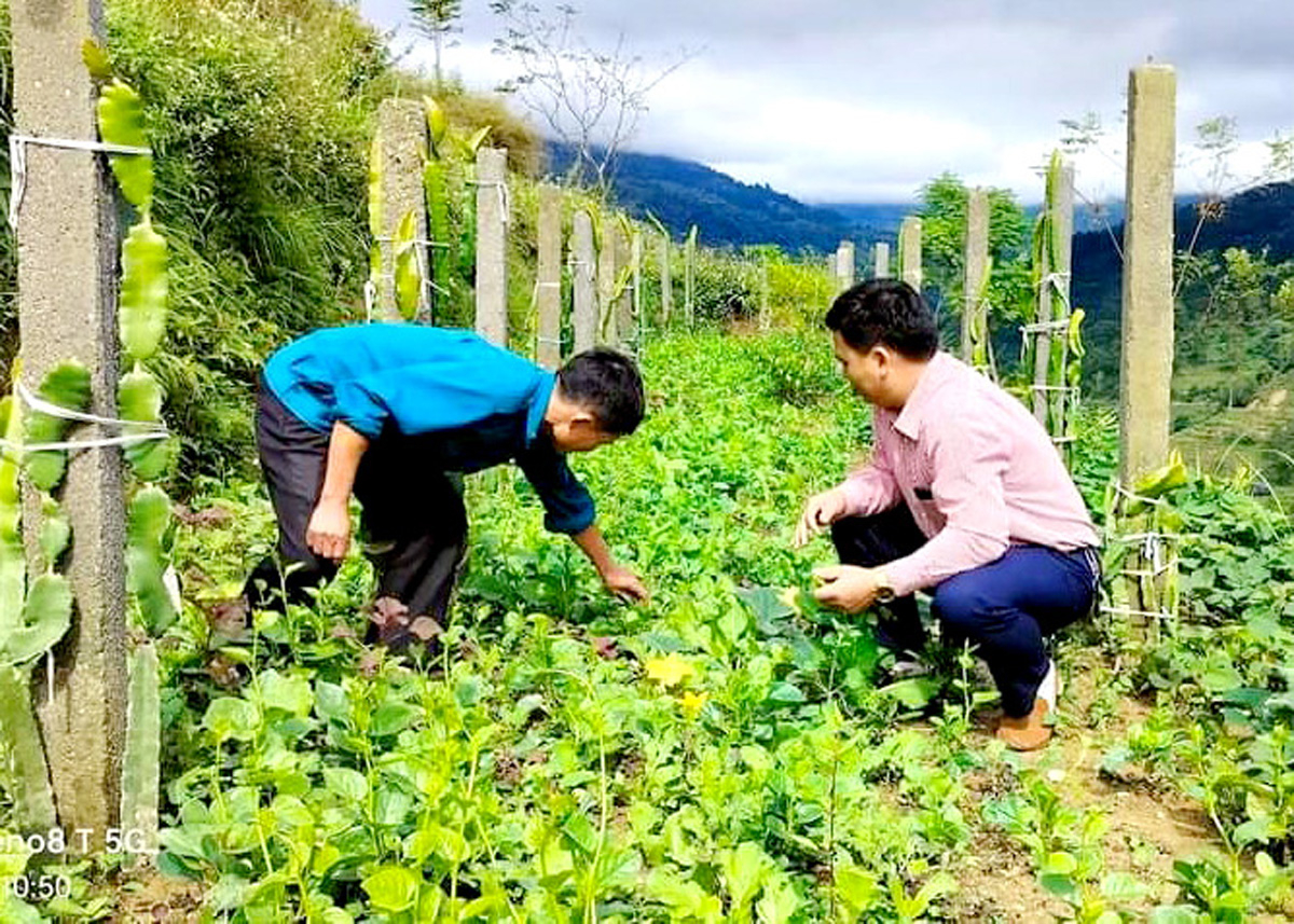 Mô hình “dân vận khéo” cải tạo vườn tạp trồng rau và Thanh long tại thị trấn Vinh Quang.