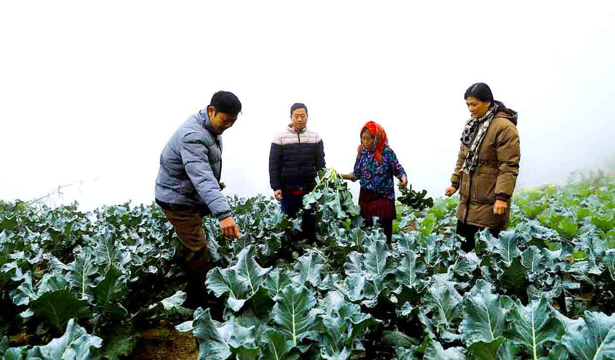  Lãnh đạo Phòng Nông nghiệp và PTNT huyện kiểm tra tiến độ sản xuất vụ Đông ở xã Thàng Tín.