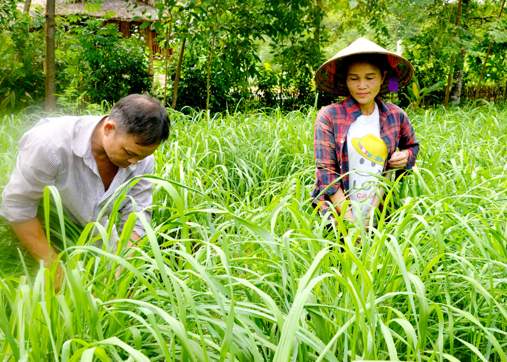 Người dân xã Quang Minh (Bắc Quang) liên kết với Công ty Cổ phần Nông nghiệp An Đạt Thành Hà Giang trồng sả chế biến tinh dầu.