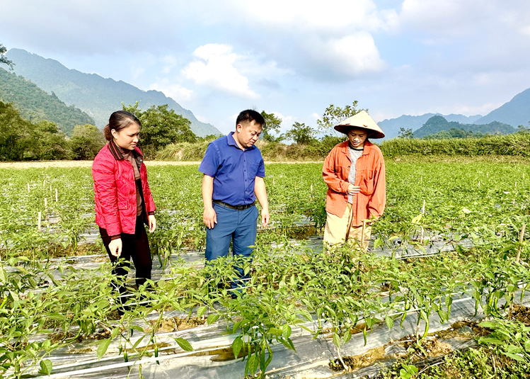 Lãnh đạo xã Ngọc Linh kiểm tra mô hình trồng ớt của người dân.
