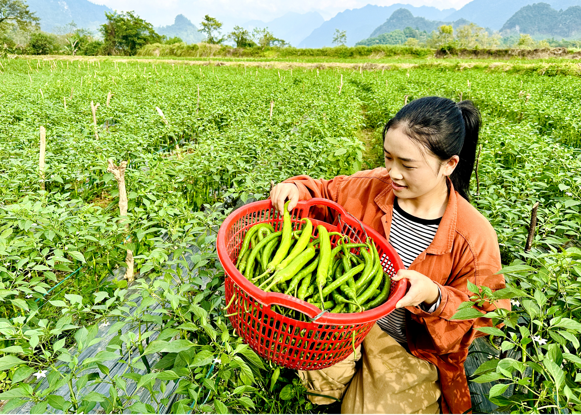 Người dân xã Ngọc Linh phấn khởi thu hoạch ớt lứa đầu tiên.