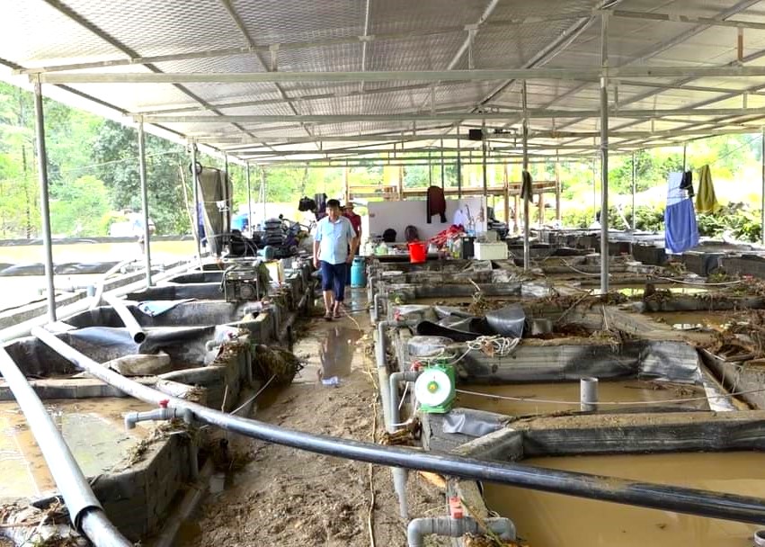 Mưa to kèm theo lũ ống, sạt lở taluy dương khiến một số hộ chăn nuôi cá Tầm ở thôn Nậm An xã Tân Thành bị thiệt hại nặng nề hồi tháng 6.2023