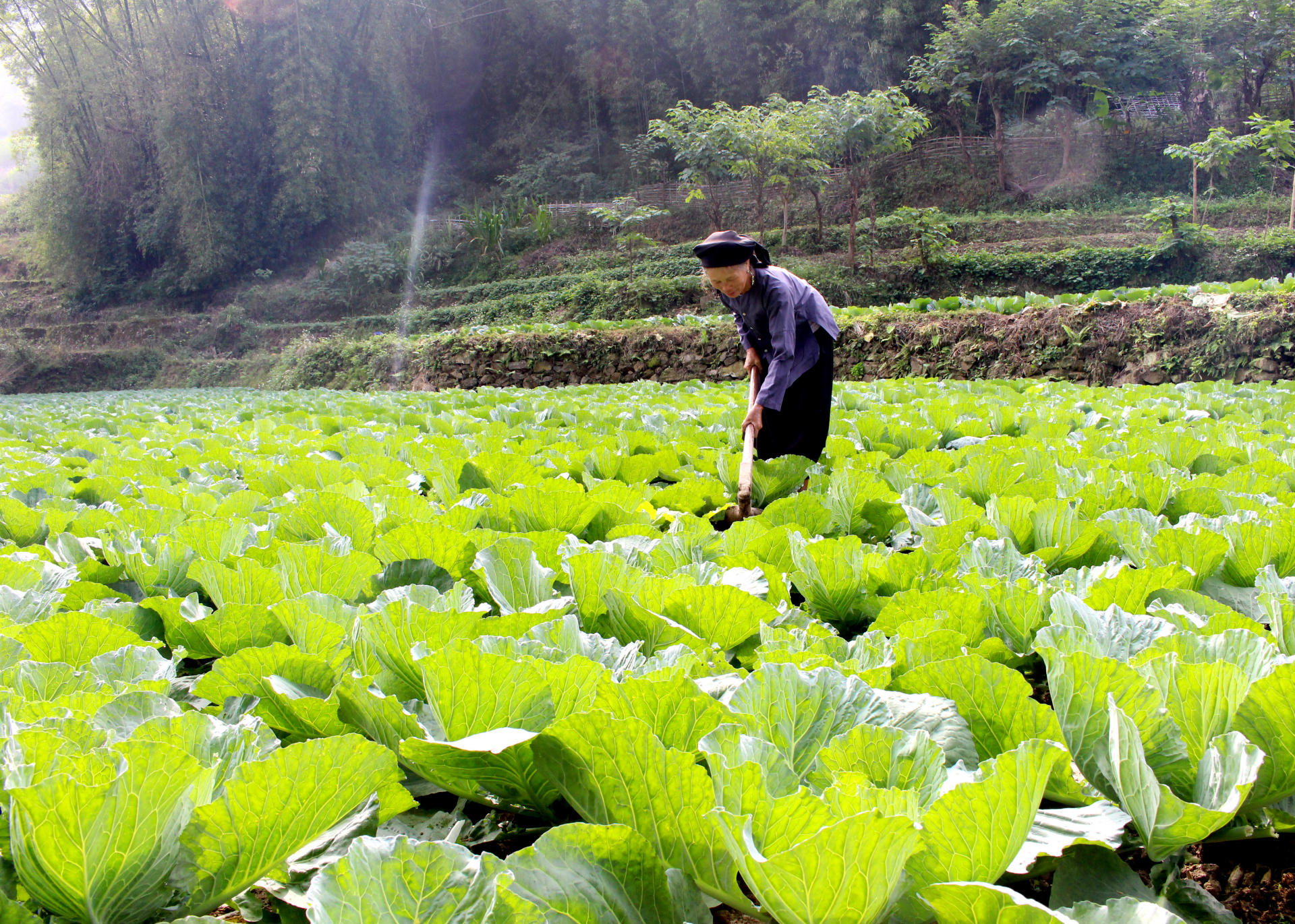 Diện tích Bắp cải tại thôn Nà Tiềng, xã Niêm Sơn (Mèo Vạc) xanh tốt chuẩn bị đưa ra thị trường phục vụ Tết.
