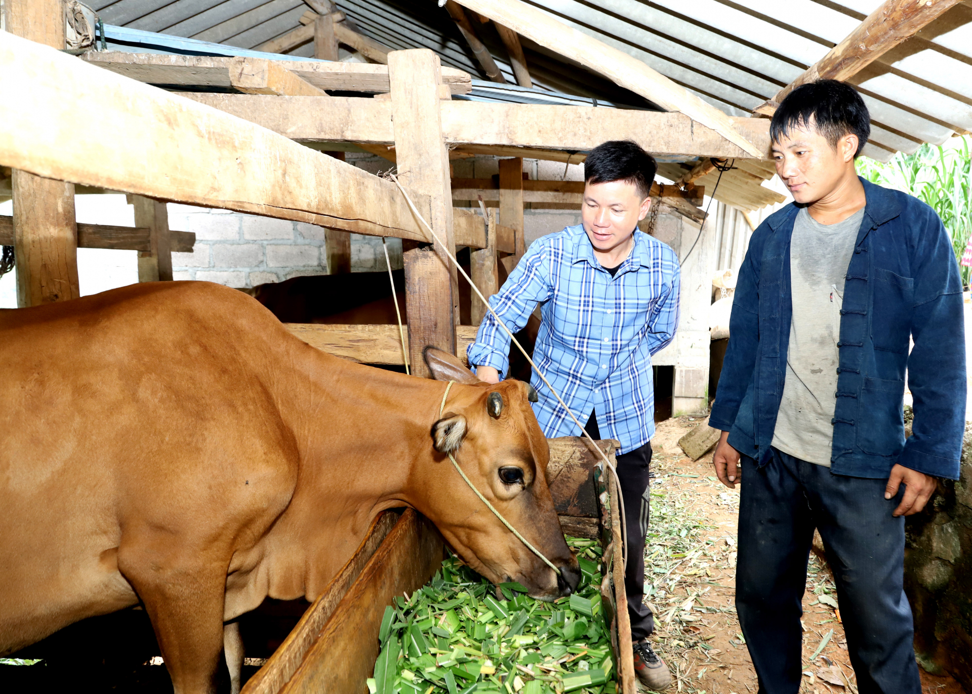 Người dân thôn Po Ma, xã Khâu Vai (Mèo Vạc) chăm sóc đàn gia súc.