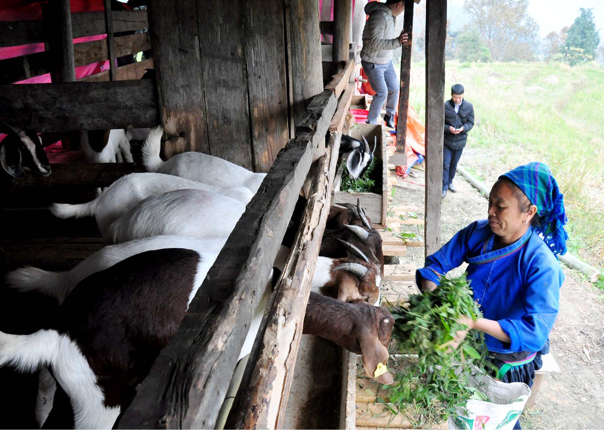 Xã Cốc Rế đã có trên 30 hộ liên kết với doanh nghiệp chăn nuôi dê lai.