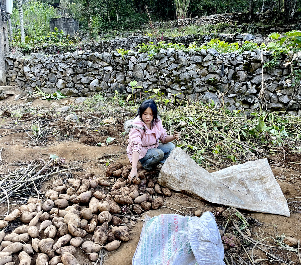 Em Hồ Thị Dính đang phụ giúp gia đình thu hoạch Sâm khoai.
