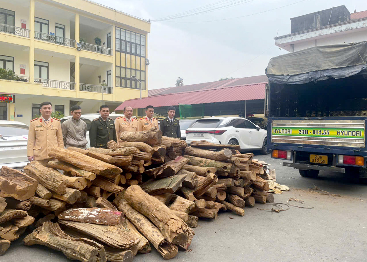 Lực lượng chức năng kiểm đếm số lâm sản vận chuyển trái phép.