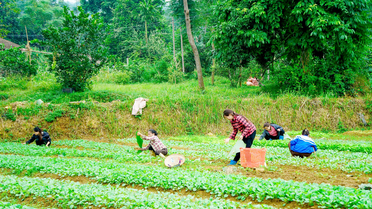 Người dân thôn Thượng Minh chăm sóc rau vụ Đông.