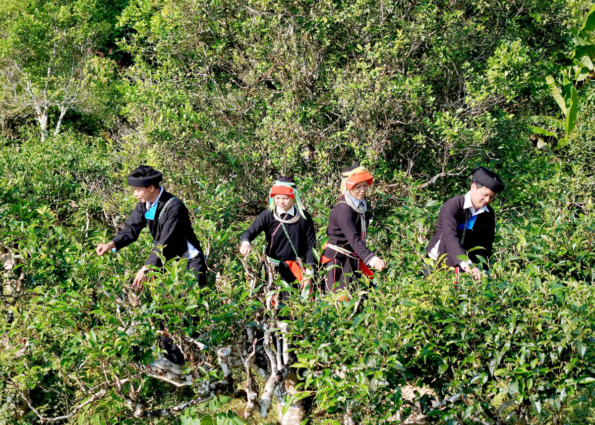 In the chilly weather of the morning, the tea buds are still covered with night dew, the sunlight has gradually spread across the tea fields.