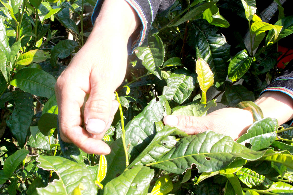 The nature of tea plants in winter is usually slower to grow, if the weather is too cold, they can fall into a state of hibernation. However, it seems that all the dew drops of heaven and earth have accumulated, combined with the dry sunlight, making the taste of the winter tea richer and more fragrant.