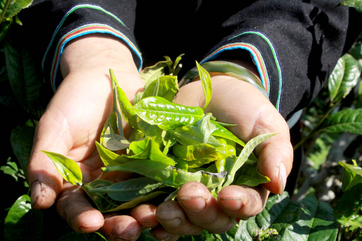 The tea in winter is different from other seasons because the leaves are nurtured under a thick layer of frost by the persistent hands of the tea maker.