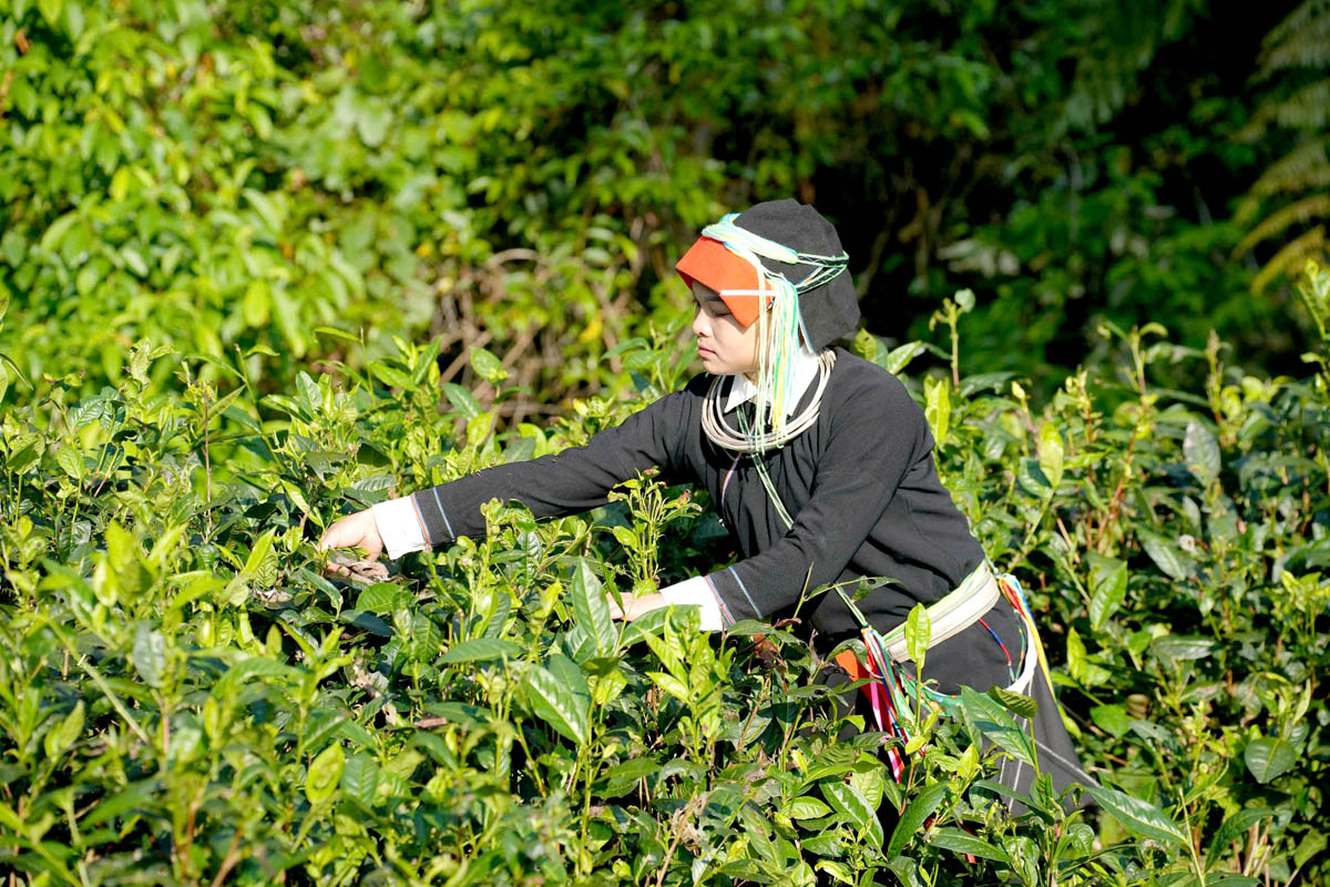 In the winter, tea pickers must wake up very early, when the sun has not yet risen. Their hands quickly pluck each young tea bud that has just opened; the dew drops still on the leaves gently fall, breaking into small sparkling rays of light in the dawn.