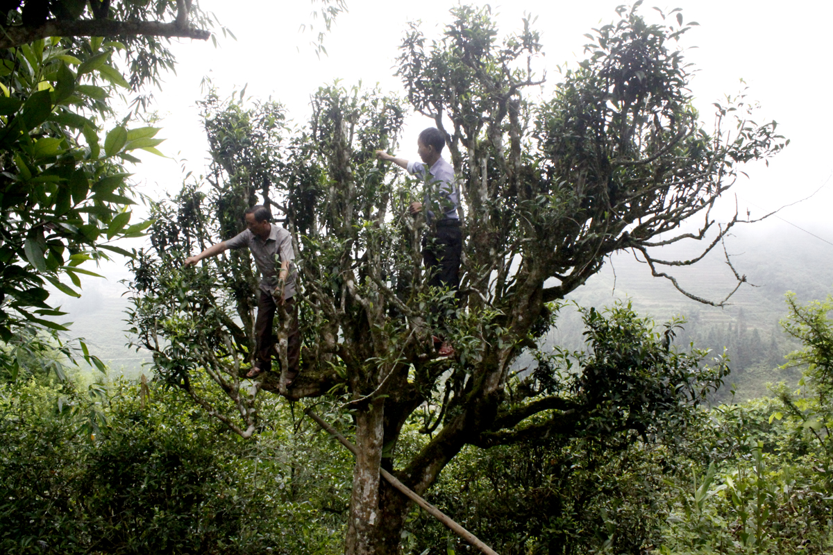 Shan Tuyet Tea has become a popular product in todays market.