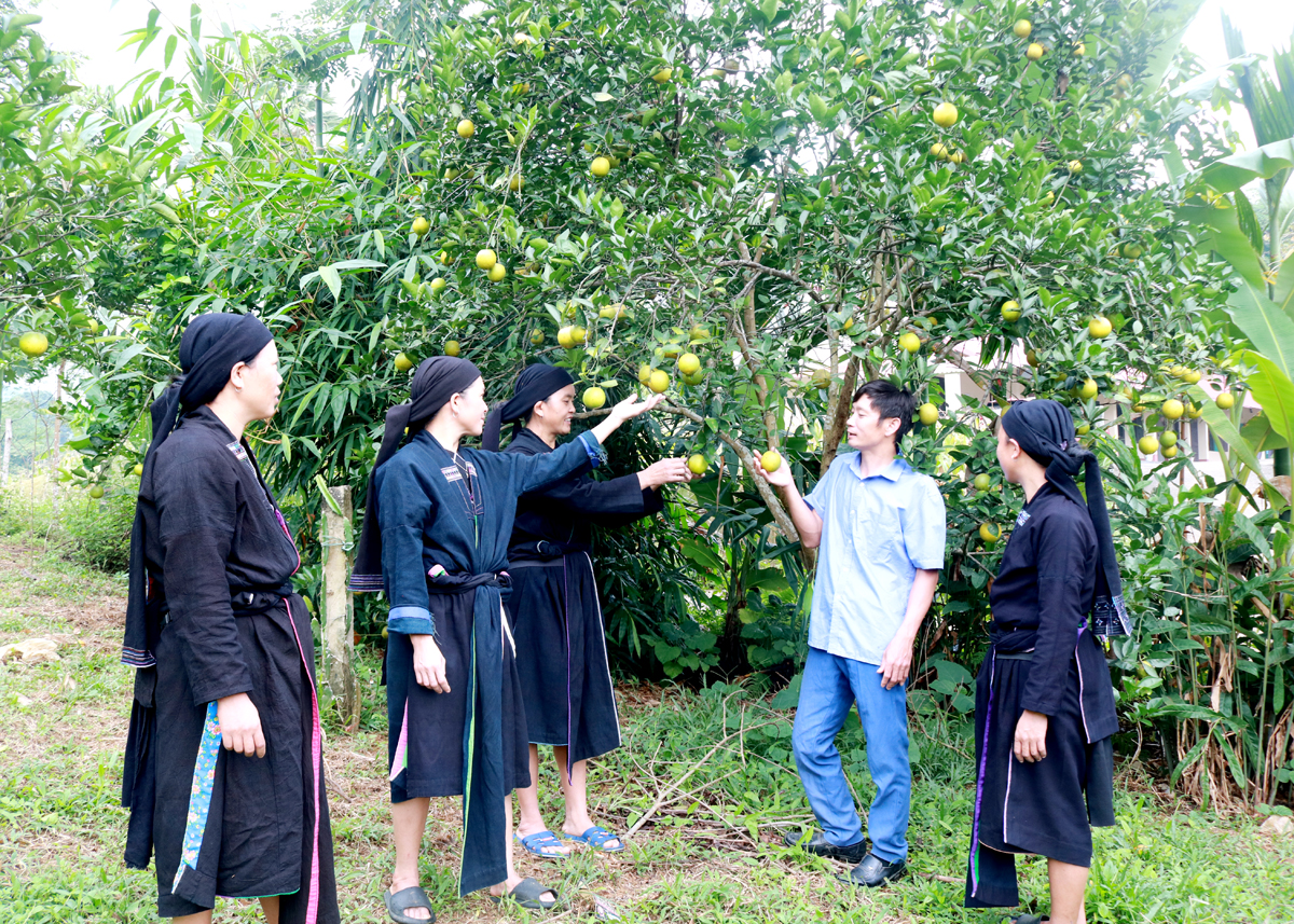 Bí thư Chi bộ thôn Hạ Sơn, xã Vĩ Thượng (Quang Bình) Long Đức Phô hướng dẫn người dân chăm sóc cây ăn quả.