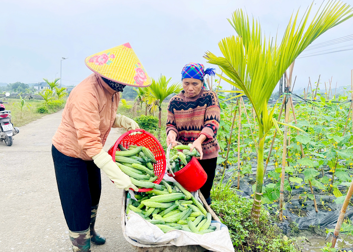 Dưa được mùa, giá bán ổn định nên người trồng dưa có thu nhập tốt.
