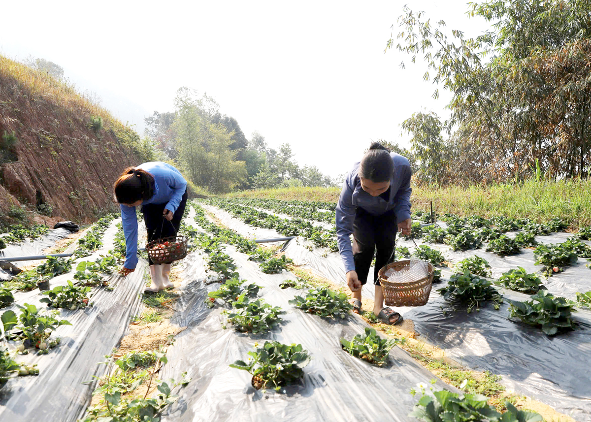 Ly ThiDich’s family, from Coc Mui Hạ Village, Po Lo Commune, harvesting strawberries.