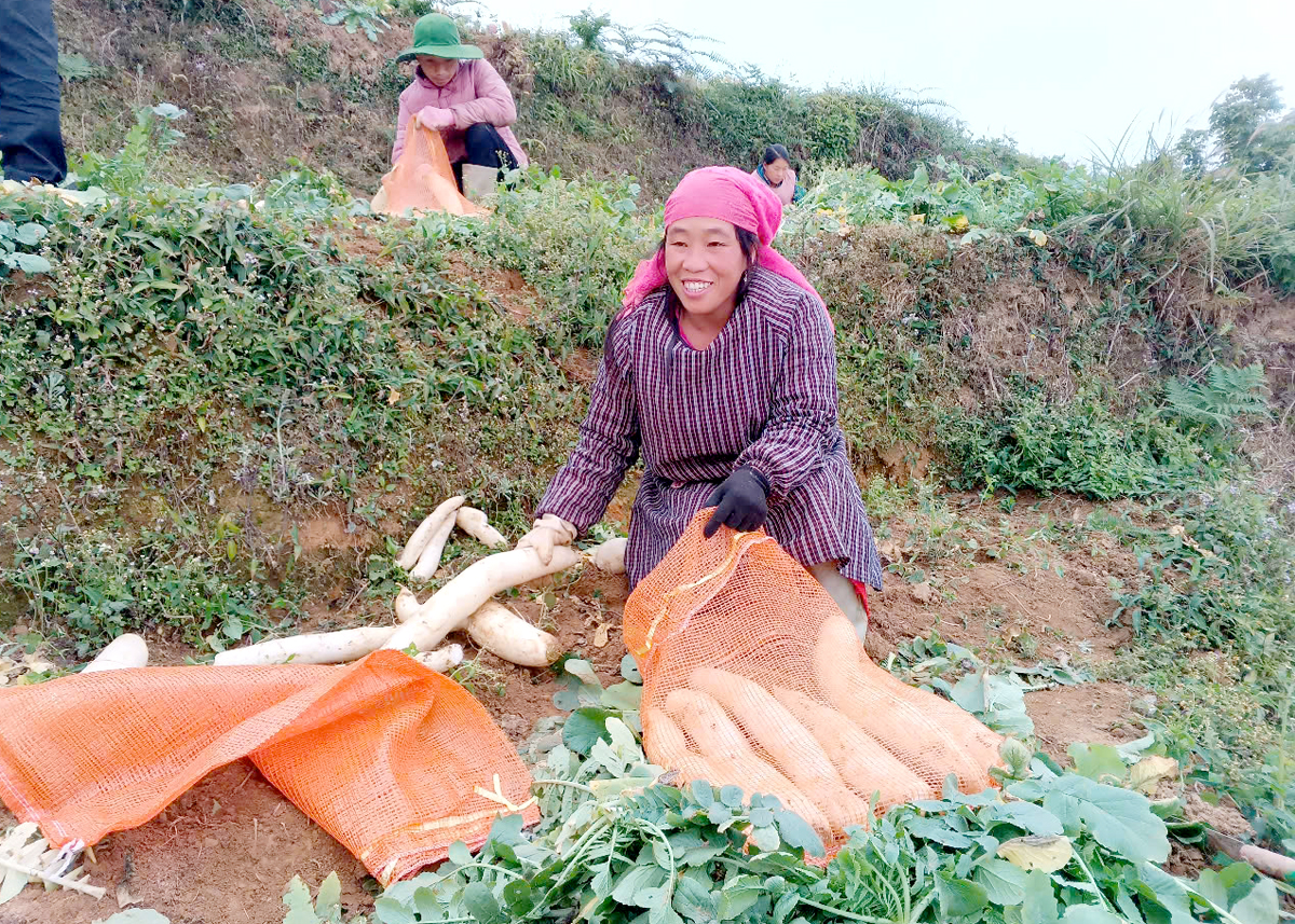 People of Xin Man Commune harvest radishes for export.