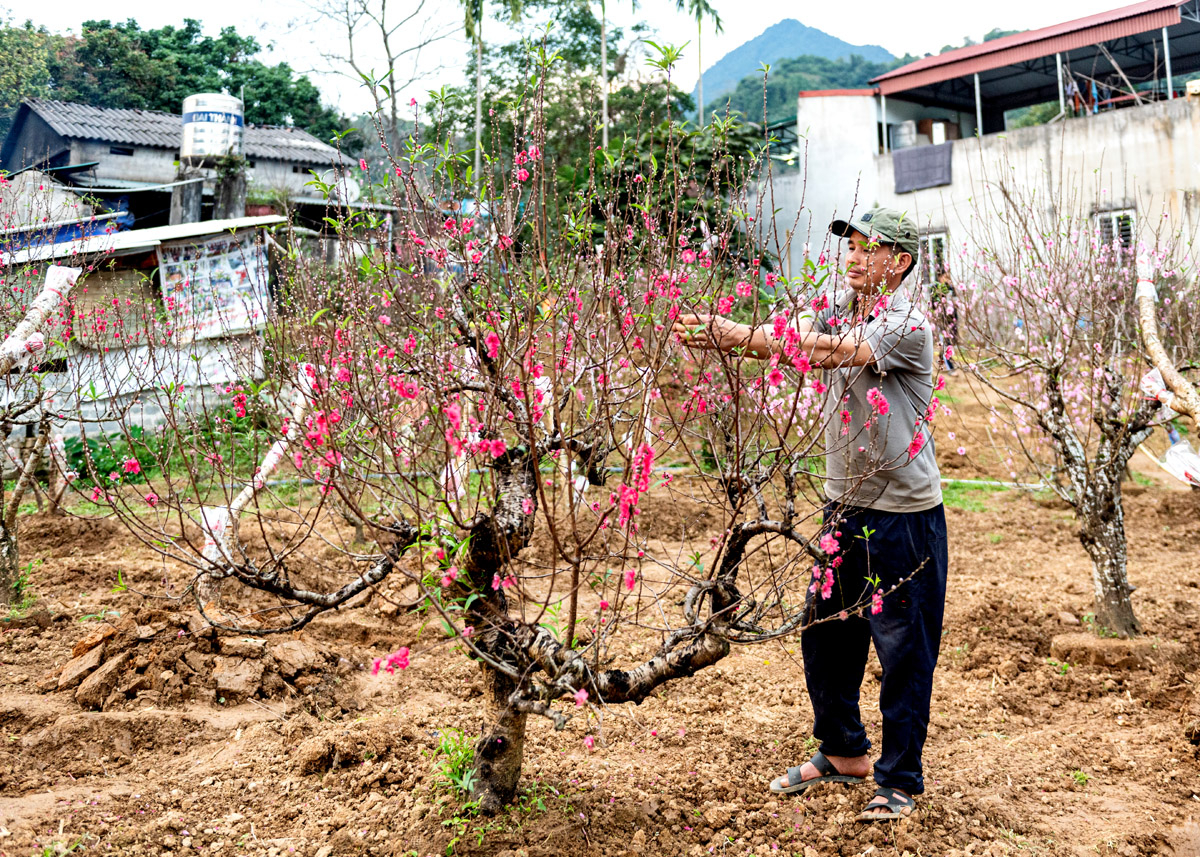 Tại vườn đào của anh Phạm Văn Quảng, tính đến thời điểm hiện tại, 80% cây đào trong vườn đã được khách tới mua hoặc thuê. Giá thuê từ 500.000 đồng trở lên. Cây đào trong ảnh có giá thuê 3.000.000 đồng. 