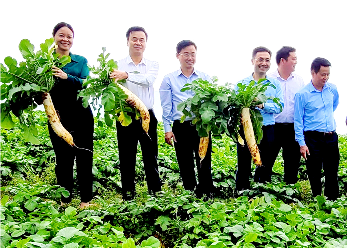 Lãnh đạo huyện Xín Mần và huyện Bắc Hà (tỉnh Lào Cai) trao đổi kinh nghiệm và tham quan mô hình trồng củ cải xuất khẩu ở Xín Mần. 