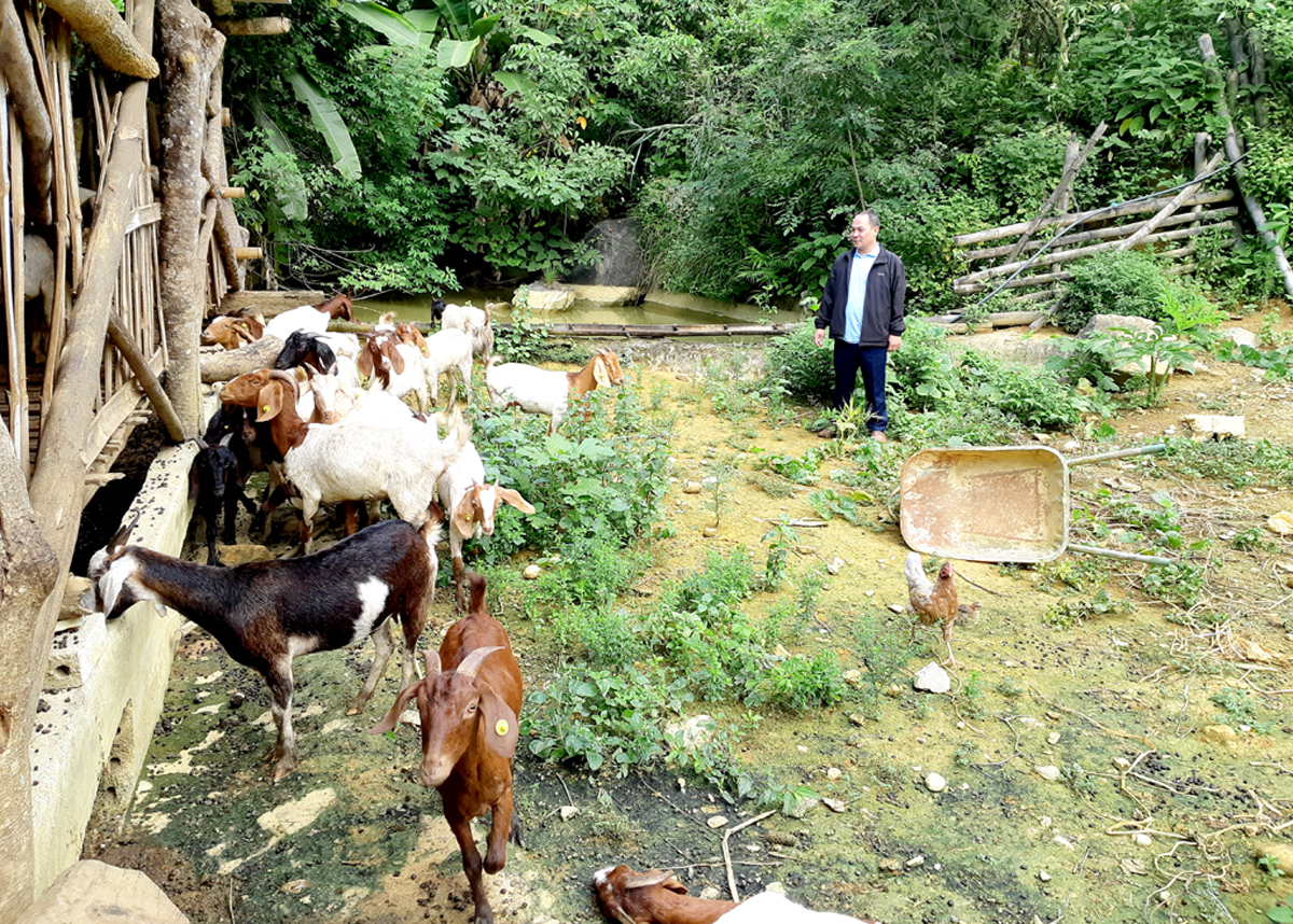 Mô hình liên kết nuôi dê tại xã Pà Vầy Sủ tạo sinh kế cho nhân dân địa phương.
