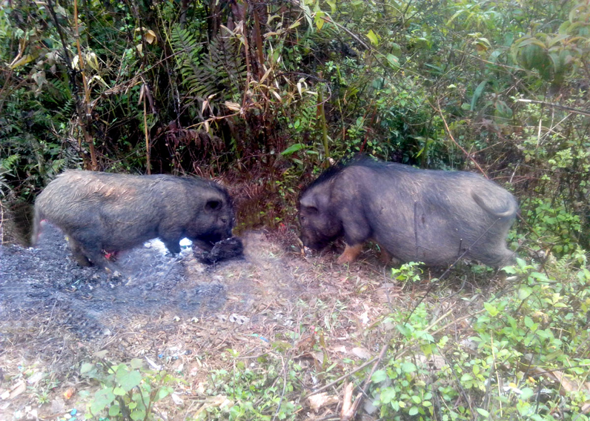 Cặp đôi lợn Tết được chăn thả tự nhiên.
