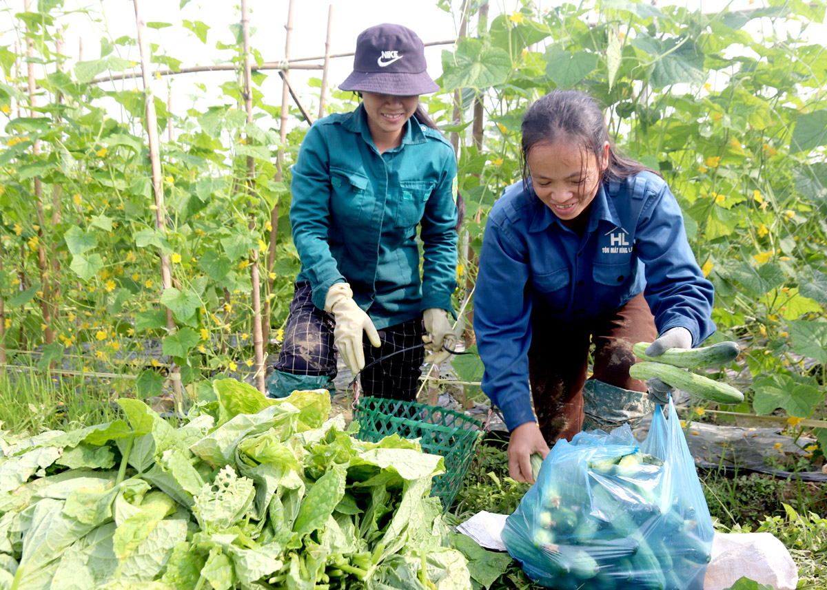 Đảng viên Chi bộ thôn Quang Tiến (xã Quang Minh) tiên phong trồng dưa chuột vụ Đông, nâng cao thu nhập.
