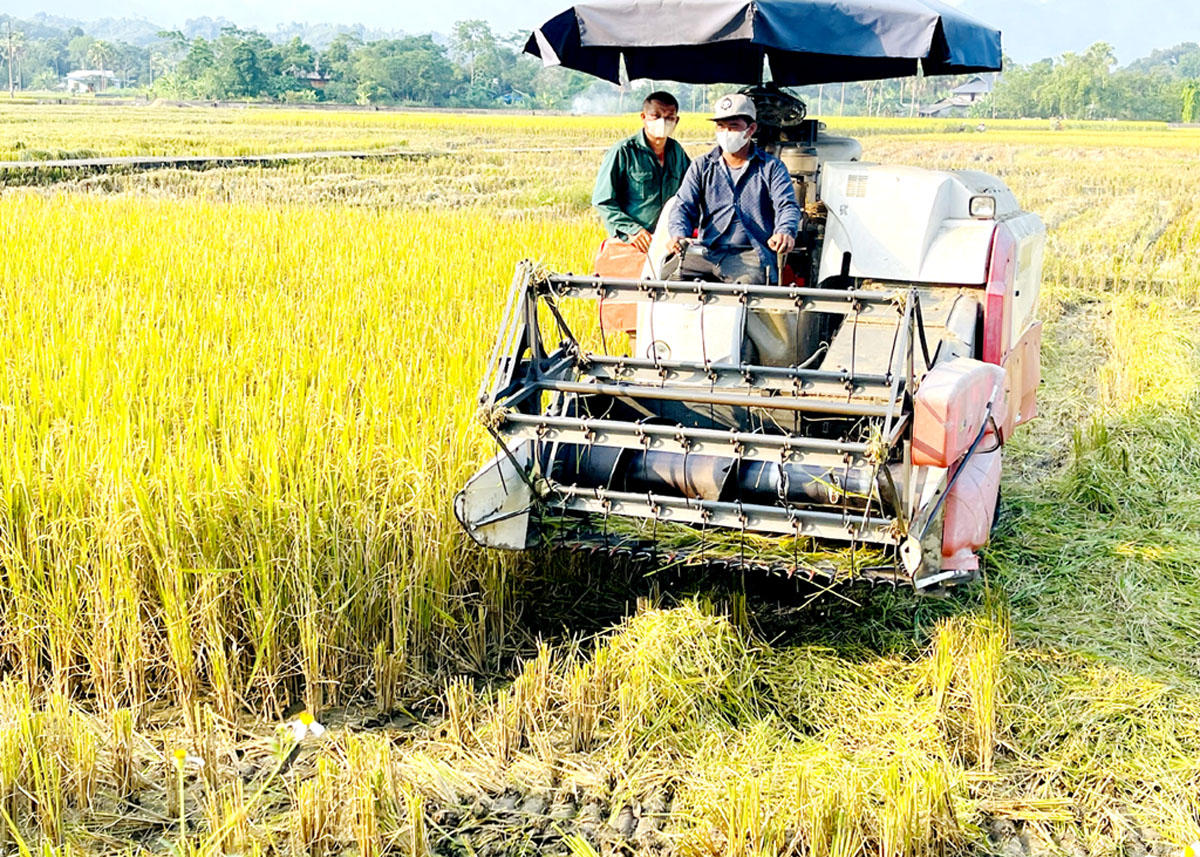 Người dân Vị Xuyên sử dụng cơ giới hóa thu hoạch lúa.
