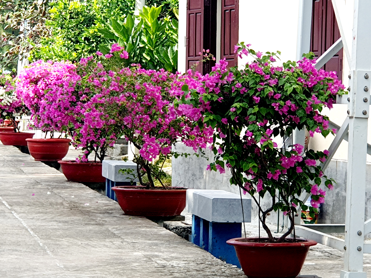 Những chậu hoa giấy được đặt trên các lối đi ở đảo Sinh Tồn Đông.