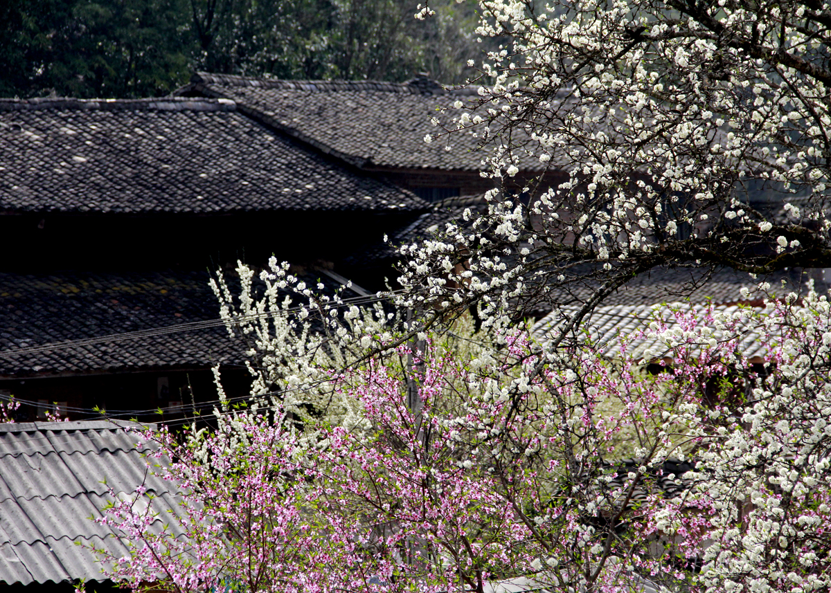 Hoa đào, hoa lê bung nở, khoe sắc bên những ngôi nhà cổ với mái ngói âm dương ở Lao Xa.