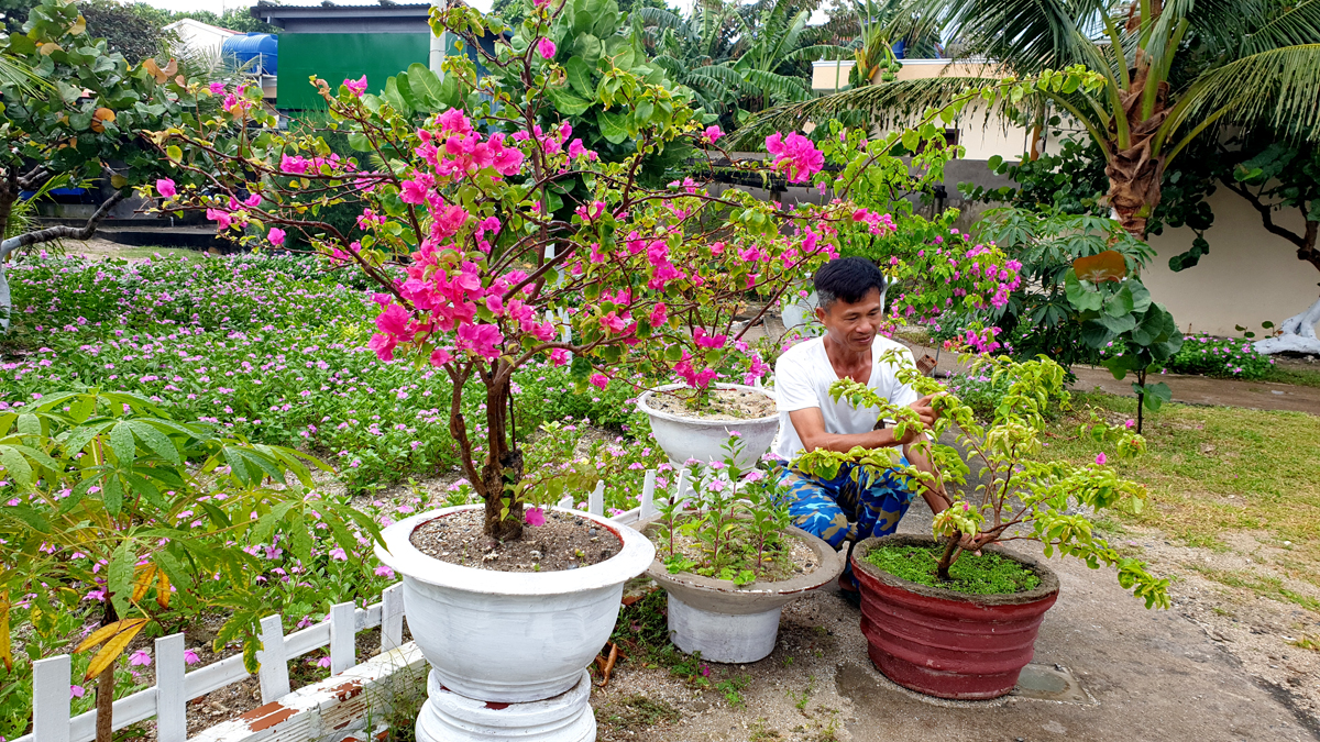 Những chậu hoa đón Xuân ở đảo Sinh Tồn.