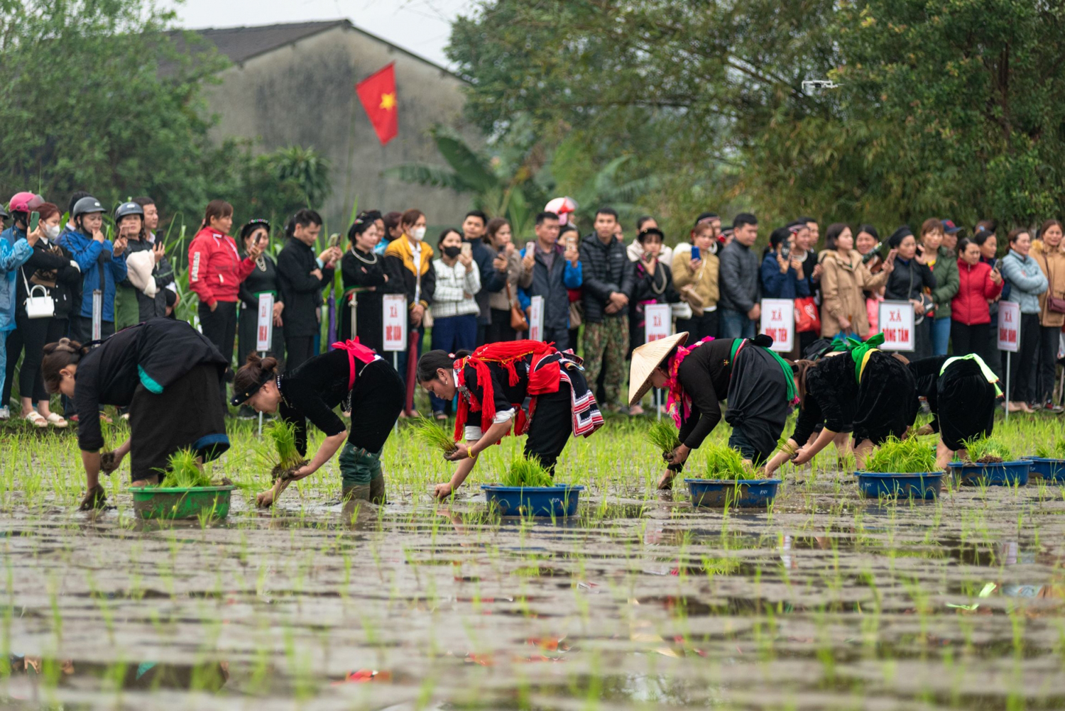 Hội thi cấy lúa tại Lễ hội Lồng Tồng huyện Bắc Quang