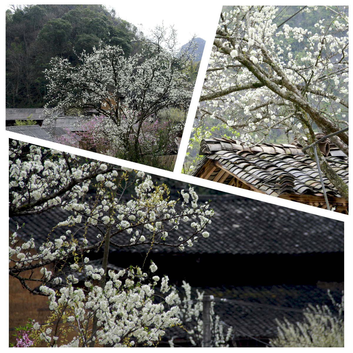 Hoa lê nở trắng khắp bản làng Lao Xa.