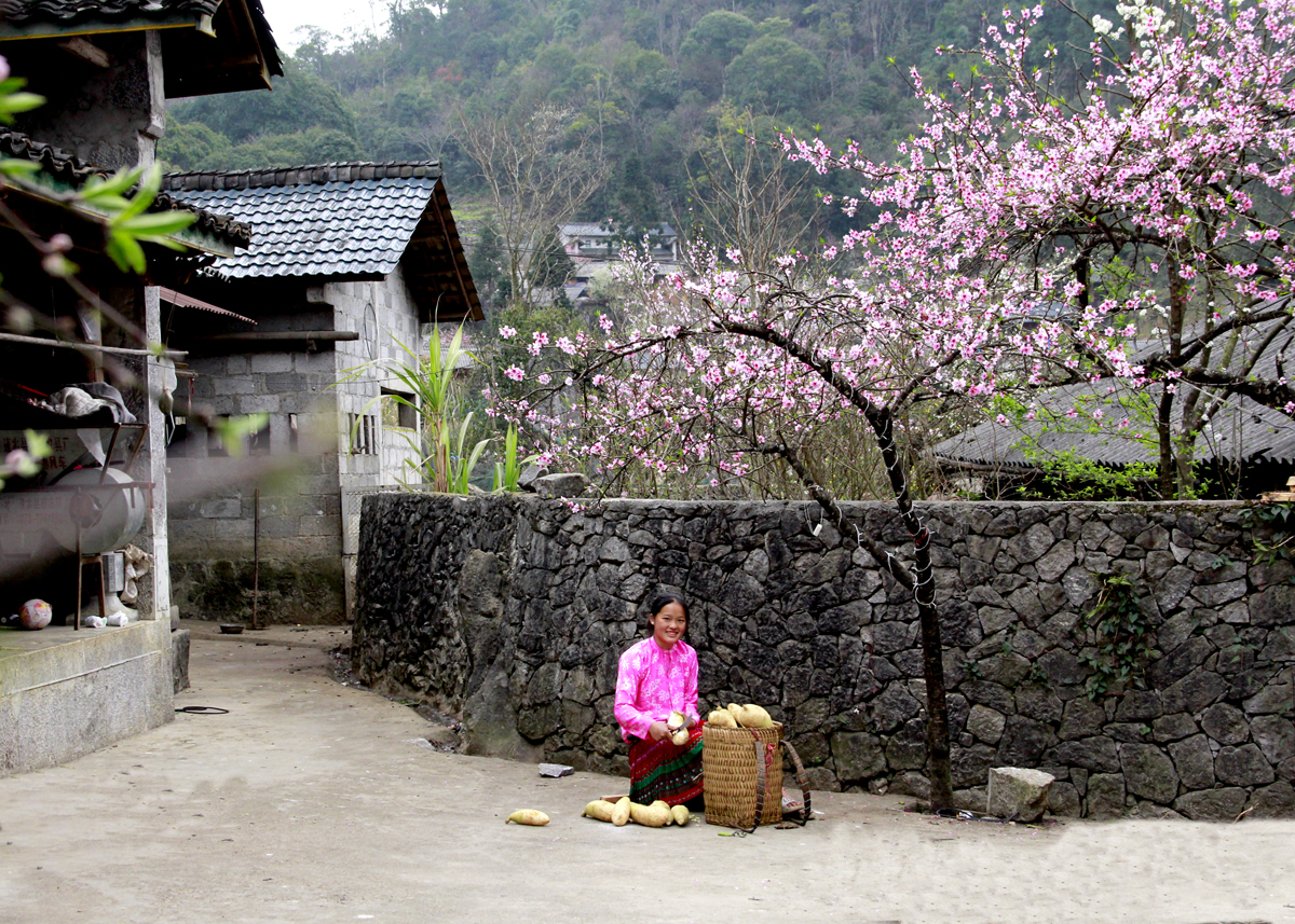 Hoa đào khoe sắc bên hàng rào đá là điểm nhấn đặc biệt ở Lao Xa làm mê mẩn du khách.