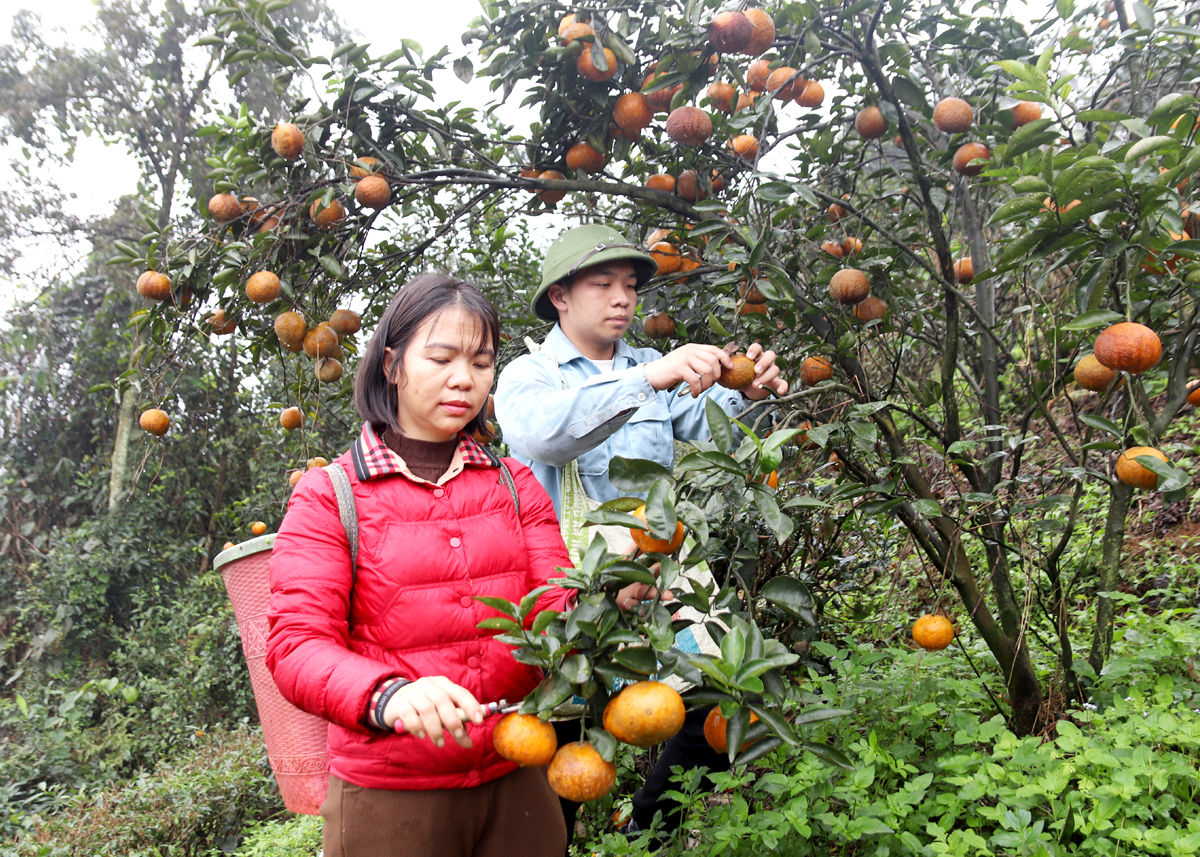 Người dân xã Tân Thành (Bắc Quang) thu hoạch cam Sành.
