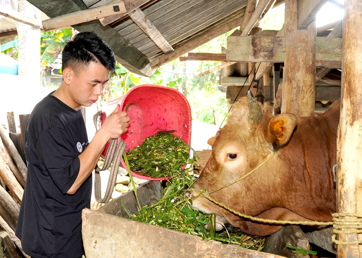 Giàng Mí Phình giúp bố mẹ chăm sóc đàn bò trước khi lên đường nhập ngũ.