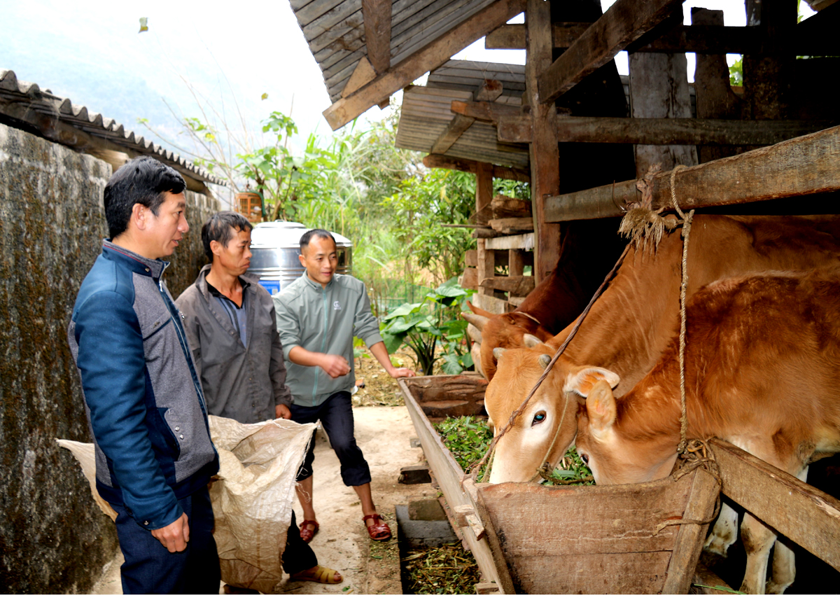 Gia đình ông Vàng Chính Chơ, thôn Tùng Nùn, xã Lùng Tám (Quản Bạ) có thu nhập ổn định từ chăn nuôi bò.