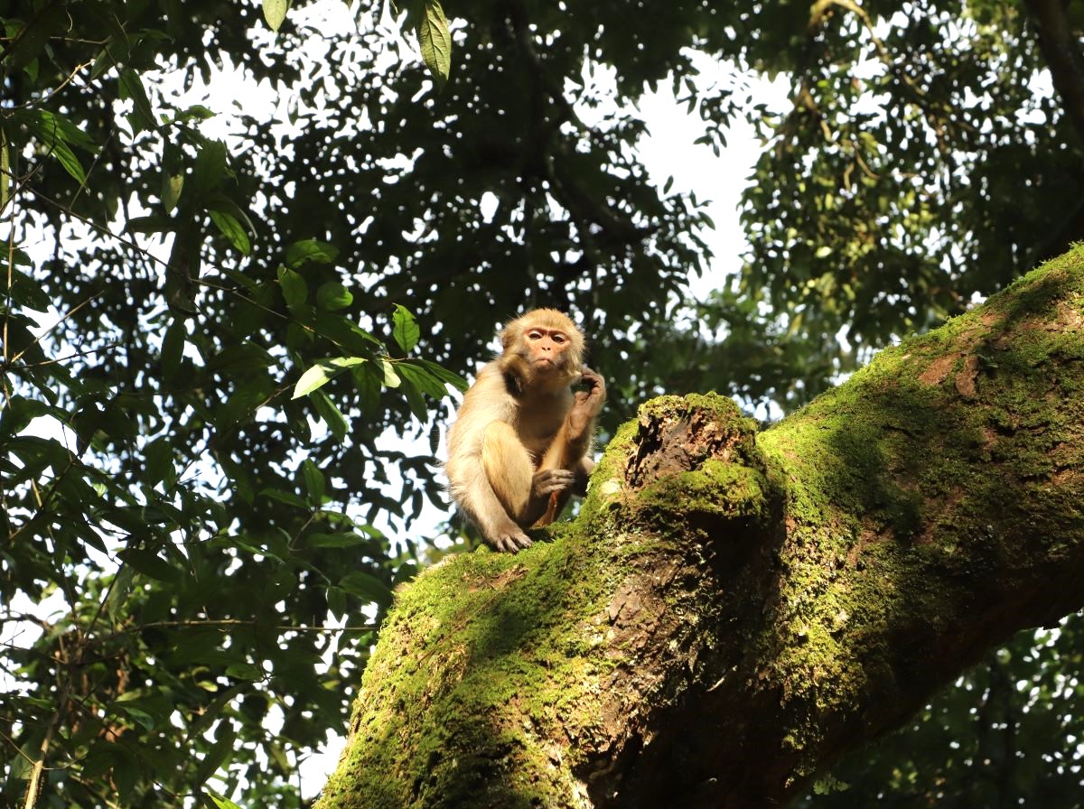 Cá thể khỉ vàng được thả về môi trường tự nhiên.