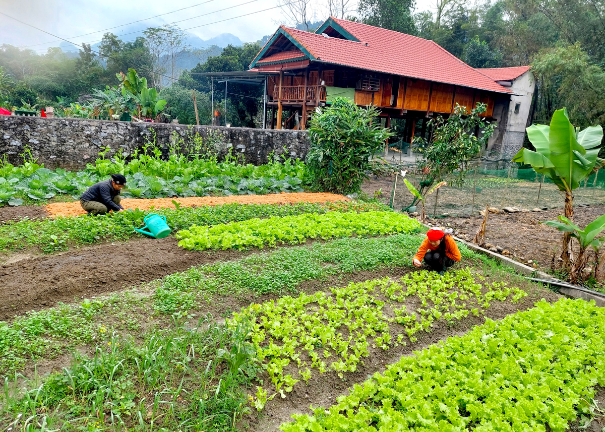 Người dân xã Phương Thiện (thành phố Hà Giang) đẩy mạnh cải tạo vườn tạp, nâng cao thu nhập.