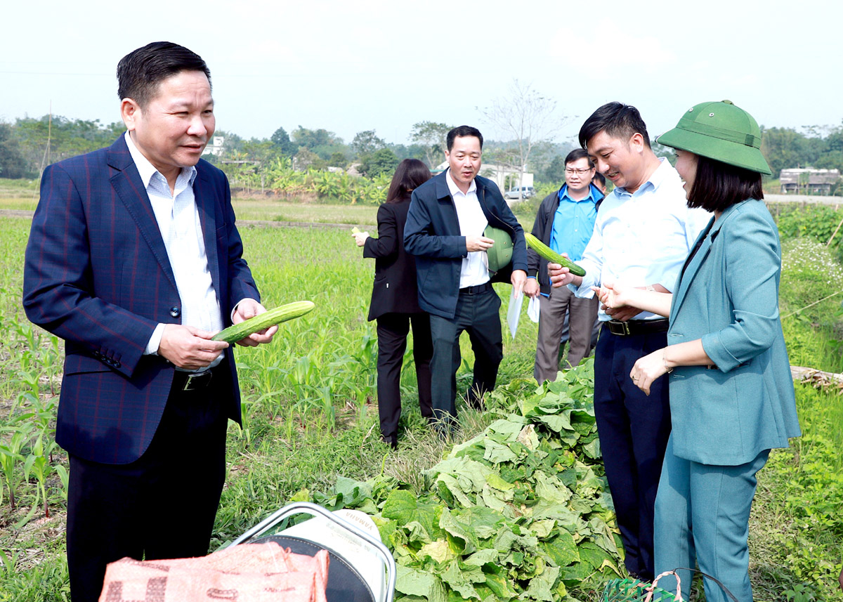 Đoàn giám sát của Thường trực HĐND tỉnh kiểm tra mô hình trồng Dưa lưới của người dân xã Quang Minh (Bắc Quang). 
													Ảnh: Phi Anh