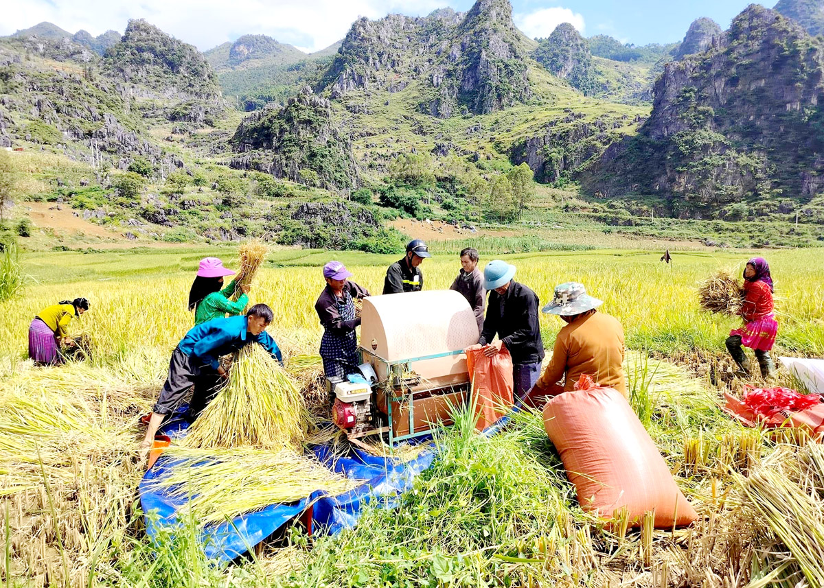 Người dân thị trấn Đồng Văn, huyện Đồng Văn thu hoạch lúa.