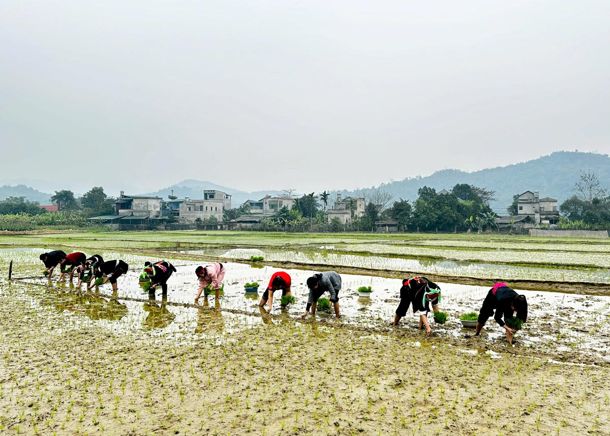 Nhân dân xã Đạo Đức (Vị Xuyên) tham gia thi cấy lúa tại lễ hội.