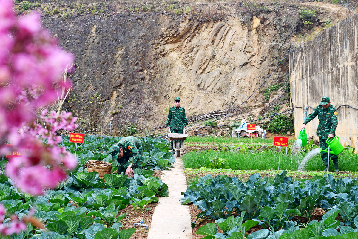 Soldiers manage to cultivate green vegetables throughout all seasons