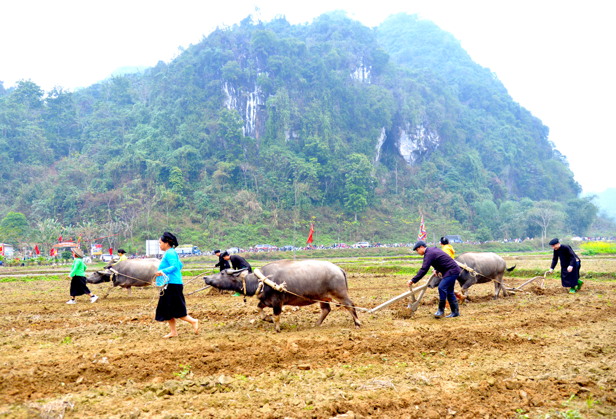 Người dân thôn Chì, xã Xuân Giang (Quang Bình) rộn ràng xuống đồng ngày Xuân.
