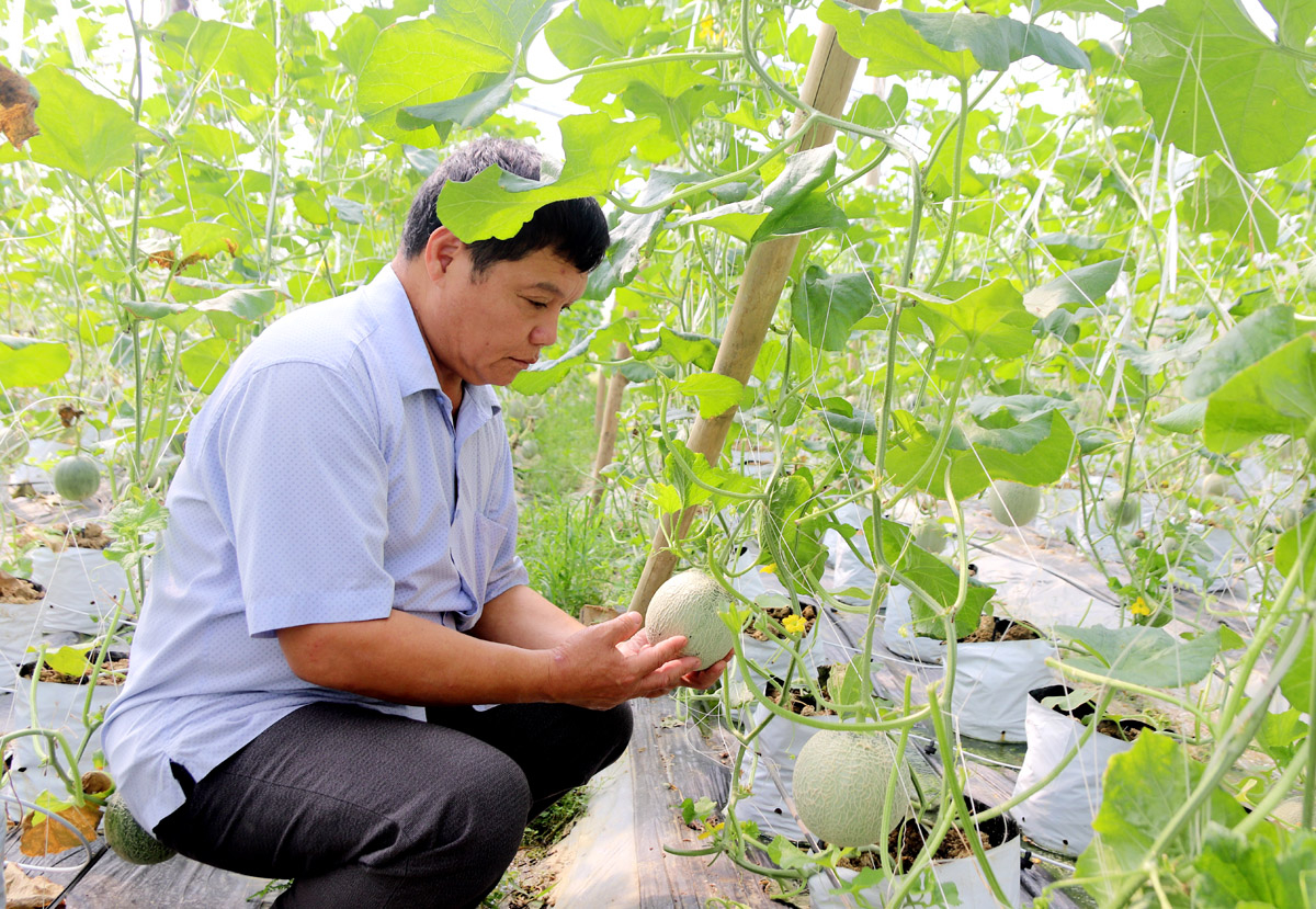 Growing cantaloupes in a greenhouse has helped Hua Van Bach’s family increase their income.