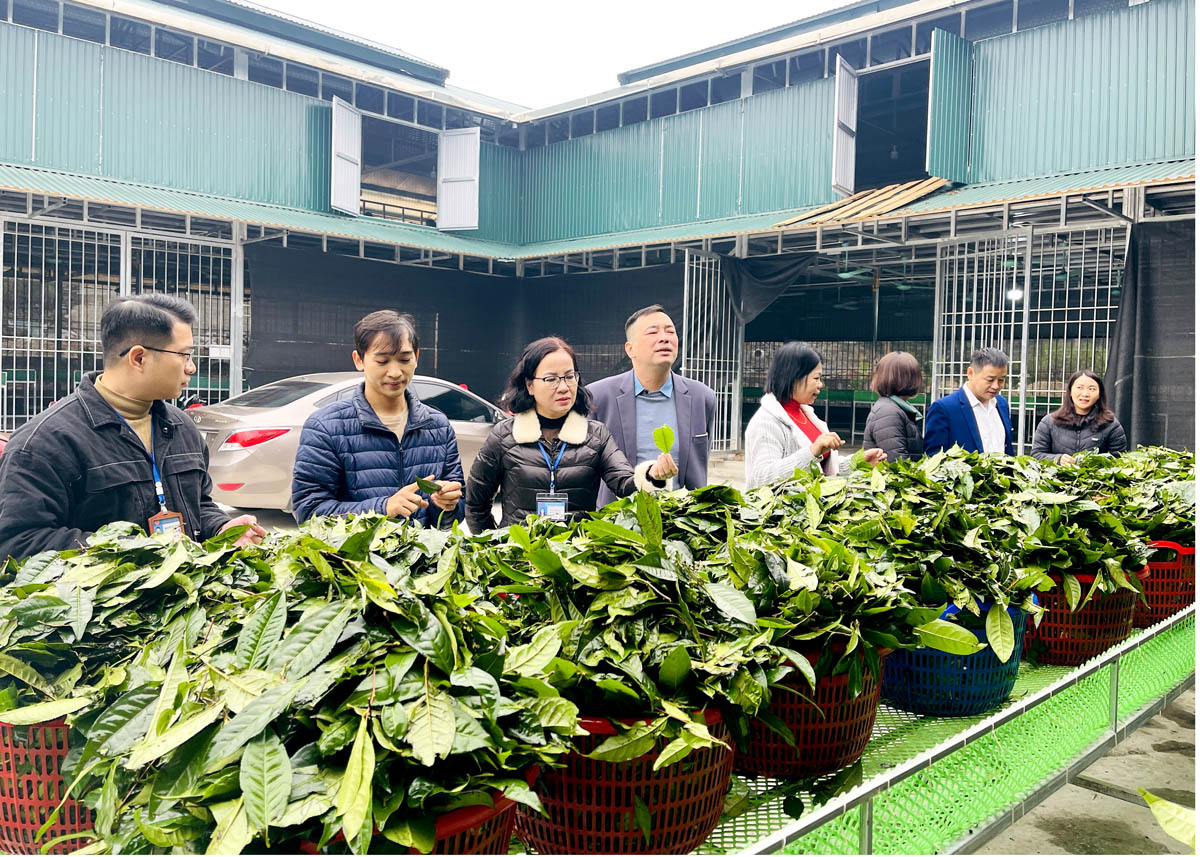 Leaders of Viet Lam Farm Town (Vi Xuyen) visit Anh Tu Cooperative’s model.