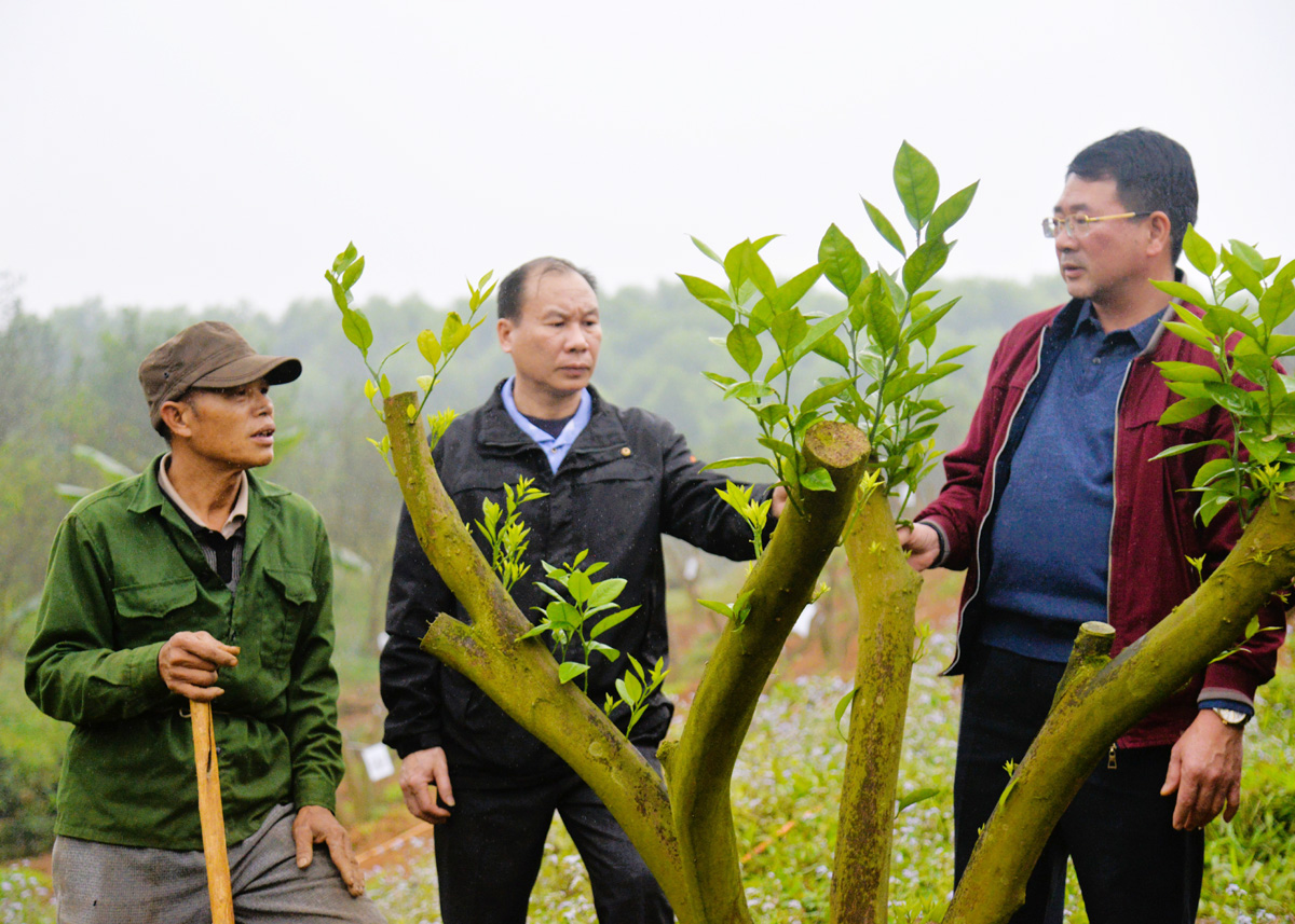 The recovery model for ‘sanh’ orange trees by Bui Van Nam in Bang Lang Commune (Quang Binh District).