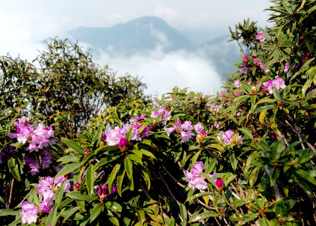 14km là tổng quãng đường trekking đỉnh Tây Côn Lĩnh cao 2.431 mét. Vào độ tháng 3 đến tháng 4 là mùa hoa Đỗ quyên. Xung quanh, bạt ngàn hoa Đỗ quyên cổ thụ hàng trăm năm tuổi bung nở rực rỡ, đua nhau khoe sắc.
