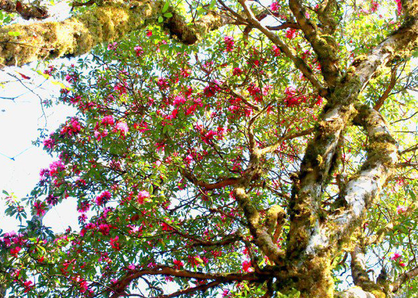 Rừng đặc dụng Tây Côn Lĩnh trải rộng trên 15 nghìn ha, trong đó khoảng hơn 5 nghìn ha có cây hoa đỗ quyên sinh sống, tập trung nhiều tại xã Cao Bồ.