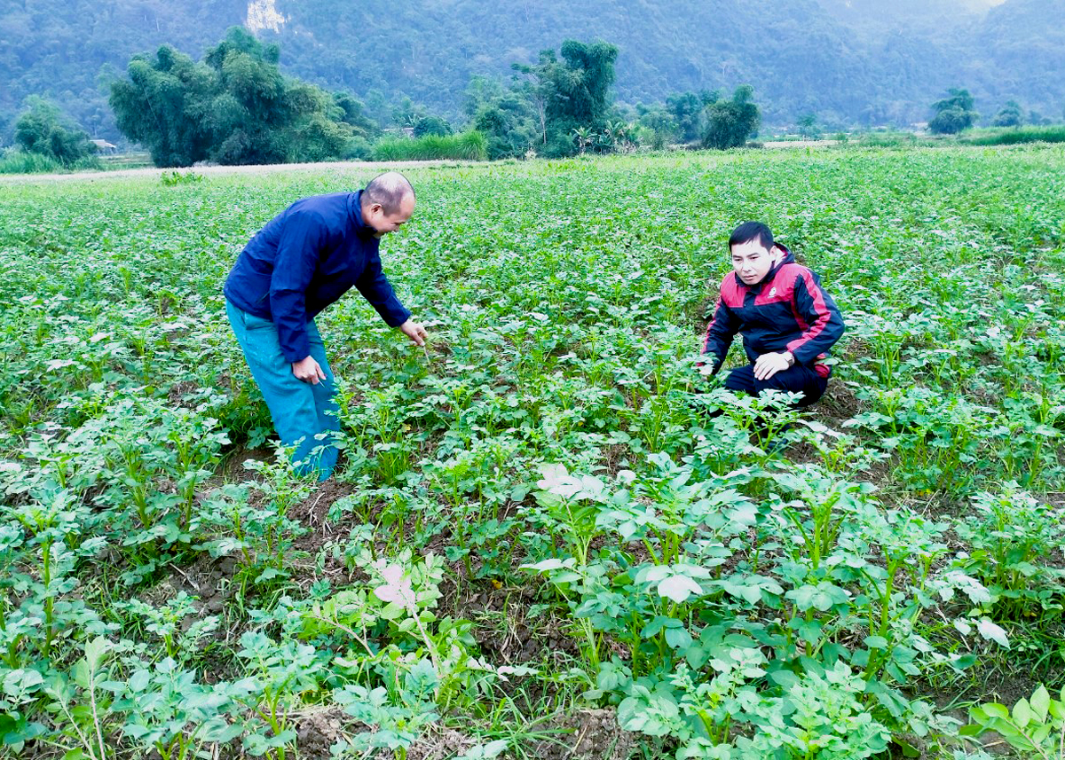 Mô hình trồng khoai tây trắng tại xã Vĩ Thượng (Quang Bình).
