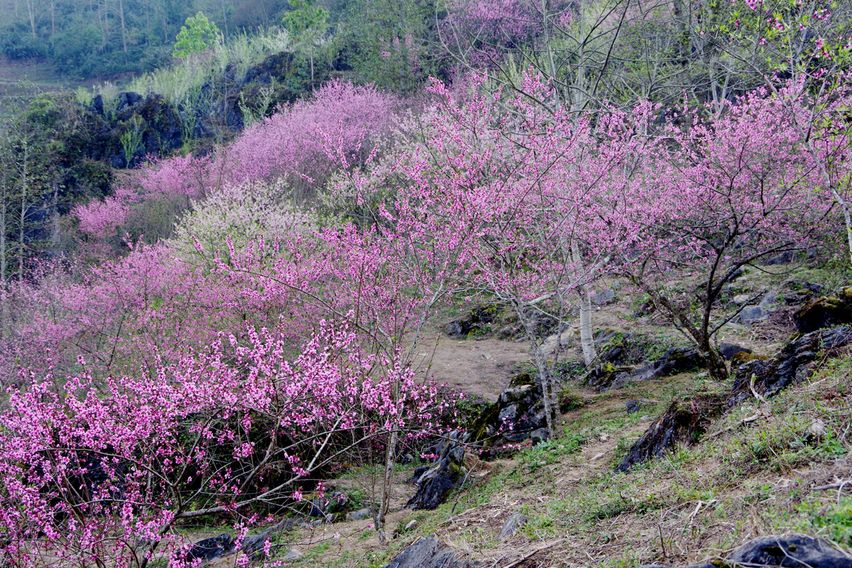 Hoa đào ở Cao Mã Pờ bung nở những ngày Xuân.
